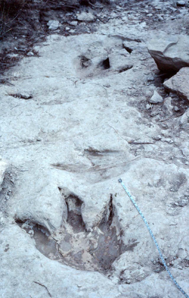 Acrocanthosaurus tracks at the "Main" site, Dinosaur Valley State Park   Photo By Glen J. Kuban 